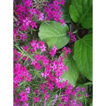 2011-06-10 Atropurpurea Phlox subulata ’Atropurpurea’
