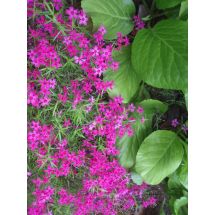 2011-06-10-10-28 Bergenia cordifolia