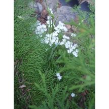 2011-06-10-10-29 Phlox subulata 'Maischnee'