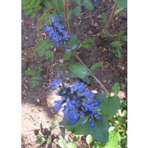 2011-06-10-10-30 Revsuga Ajuga reptans ’Atropurpurea’