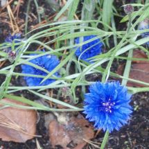 2008-09-14-14-16 Cornflower Centaurea cyanus 'Blue Boy'