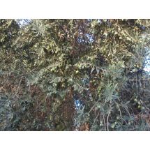 2009-11-05-17-34 Ateena