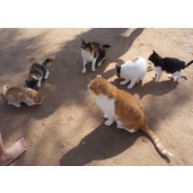 2008-11-11 Hurghada