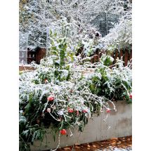 Poppies in the snow
