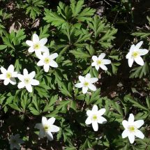 2018-05-10-04-39 Valkovuokko