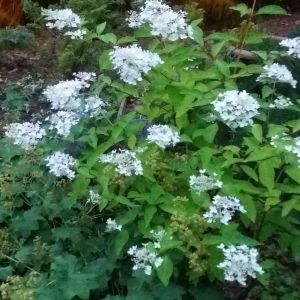 2015-08-31-20-49 Hortensia