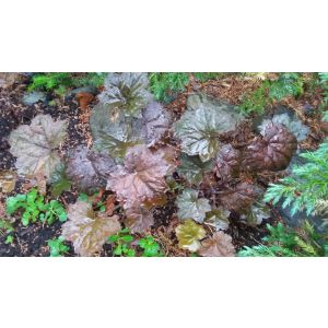 2016-06-18 Heuchera