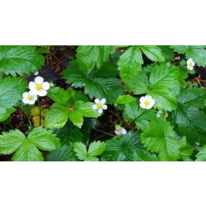 2016-06-18 Strawberry