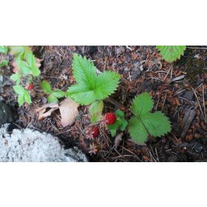 2016-06-27 Mansikka