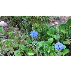2016-07-22 Ruiskaunokki Centaurea cyanus