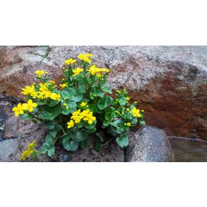 2016-05-15 Rentukka