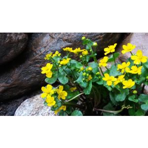 2016-05-15-10-46 Rentukka