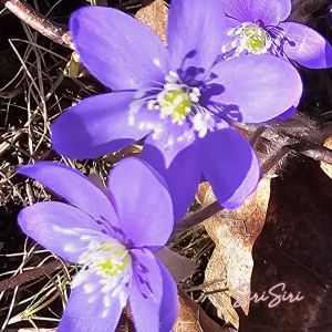 Hepatica - Hepatica nobilis