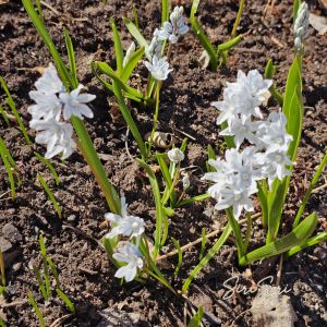 2026-04-21 Posliinihyasintti Puschkinia scilloides