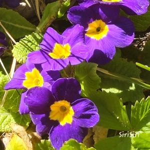 2026-05-08 Etelänkevätesikko Primula elatior
