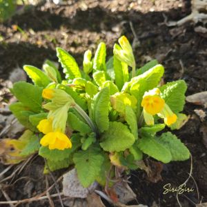 2026-05-06 Kevätesikko 'Primula veris'