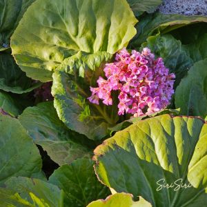 2026-05-08 Herttavuorenkilpi Bergenia cordifolia