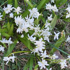 2026-05-08 Scilla siberica 'Alba'