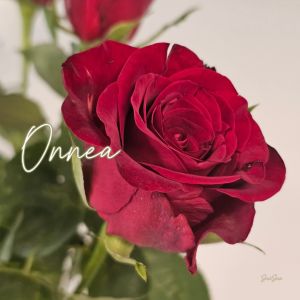 Onnea
