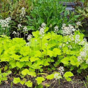 2026-05-28 Tiarella cordifolia
