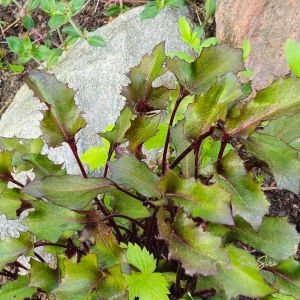 2026-05-28 Klippstånds Ligularia 'Britt Marie Crawford'