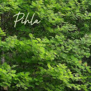 Pihla