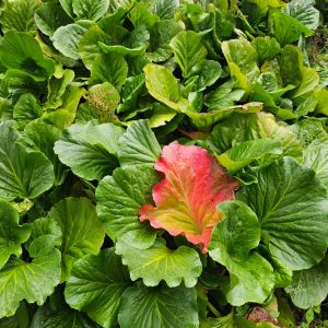 2026-06-14 Bergenia cordifolia