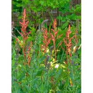 2026-06-18 Loistosalvia Salvia x sylvestris 'Caradonna'