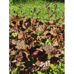 2026-06-18 Heuchera micrantha 'Palace Purple'
