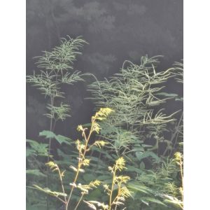 Aruncus dioicus
