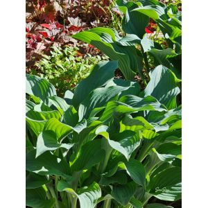2026-06-18 Hosta 'Krossa Regal'
