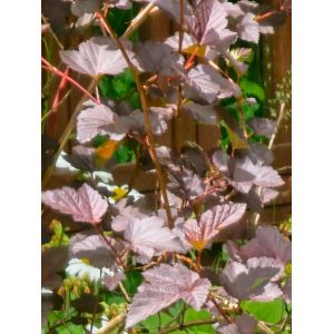 2026-06-18 Physocarpus opulifolius 'Diabolo'