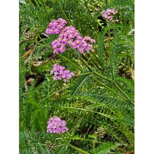 2025-09-10-16-28 'Sassy Summer Taffy' (Achillea millefolium)