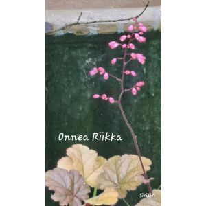 Riikka Fred Fredrik Fredrika