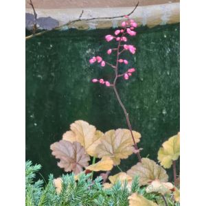 2026-06-22 Keijunkukka Heuchera