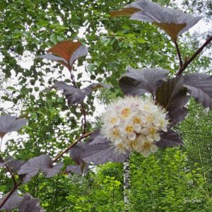 HNP27241