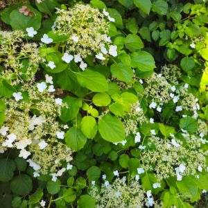 2026-06-27 Köynnöshortensia (Hydrangea anomala)