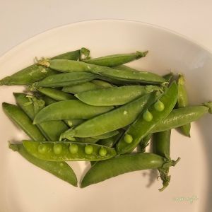 HHR27260 Pea