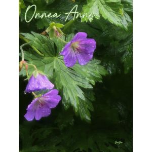 Anne