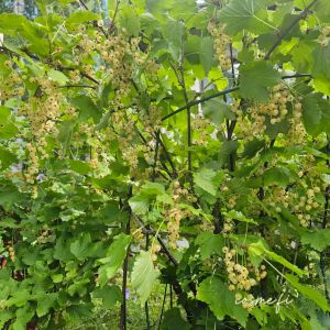 HNP27313 White currant (Ribes rubrum var. albescens)