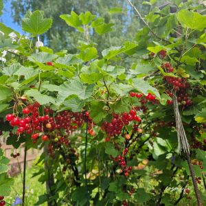HNP27312 Redcurrant