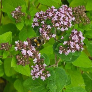 2026-07-12 Meirami Origanum