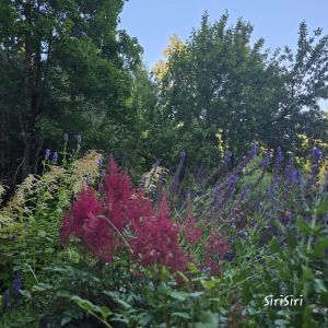 2026-07-12 Japaninjaloangervo Astilbe 'Montgomery'