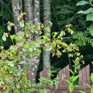 2026-07-15 Vadelma Jatsi Rubus idaeus