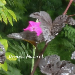 Maaret