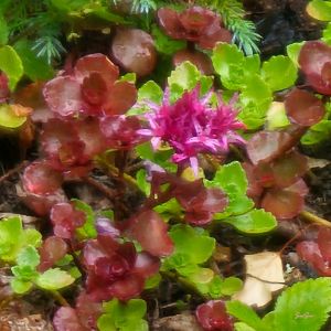 2026-07-18 Kaukasianmaksaruoho Sedum spurium 'Fuldaglut'