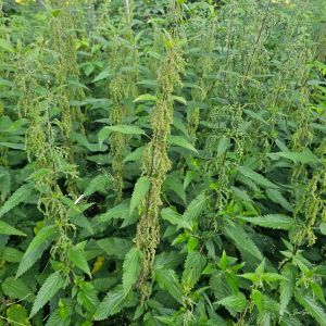 HNP27443 Nokkonen Urtica dioica
