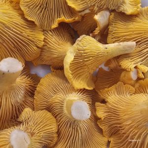 HKN27398 Kanttarelli Cantharellus cibarius
