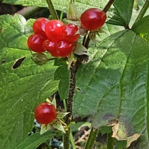 HNP27499