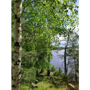 2025-06-03 Viikinsaari
